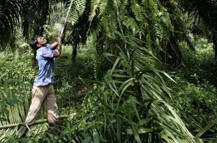 Hap Seng Plantations registra ganancias de RM35 millones en el primer trimestre
