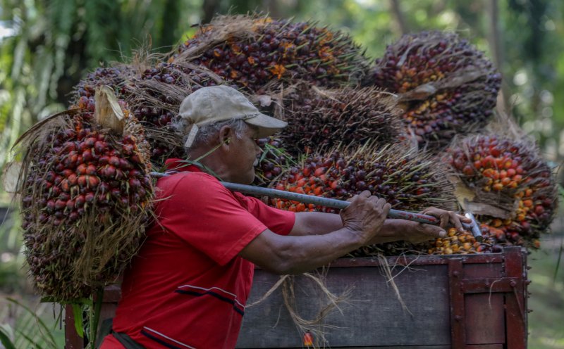 Palm snaps three sessions of gains on weak Chicago, Dalian edible oils