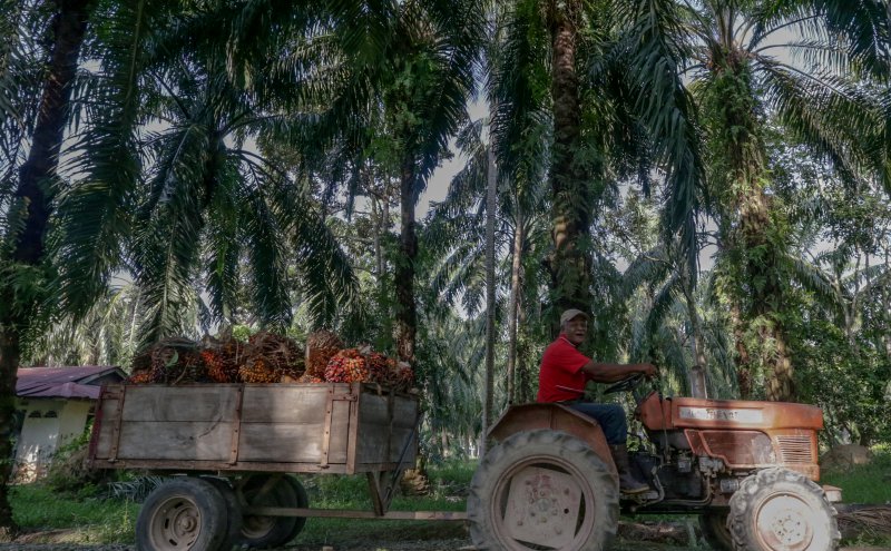 Palm oil, palm kernel prices expected firm into 2026: CIMB