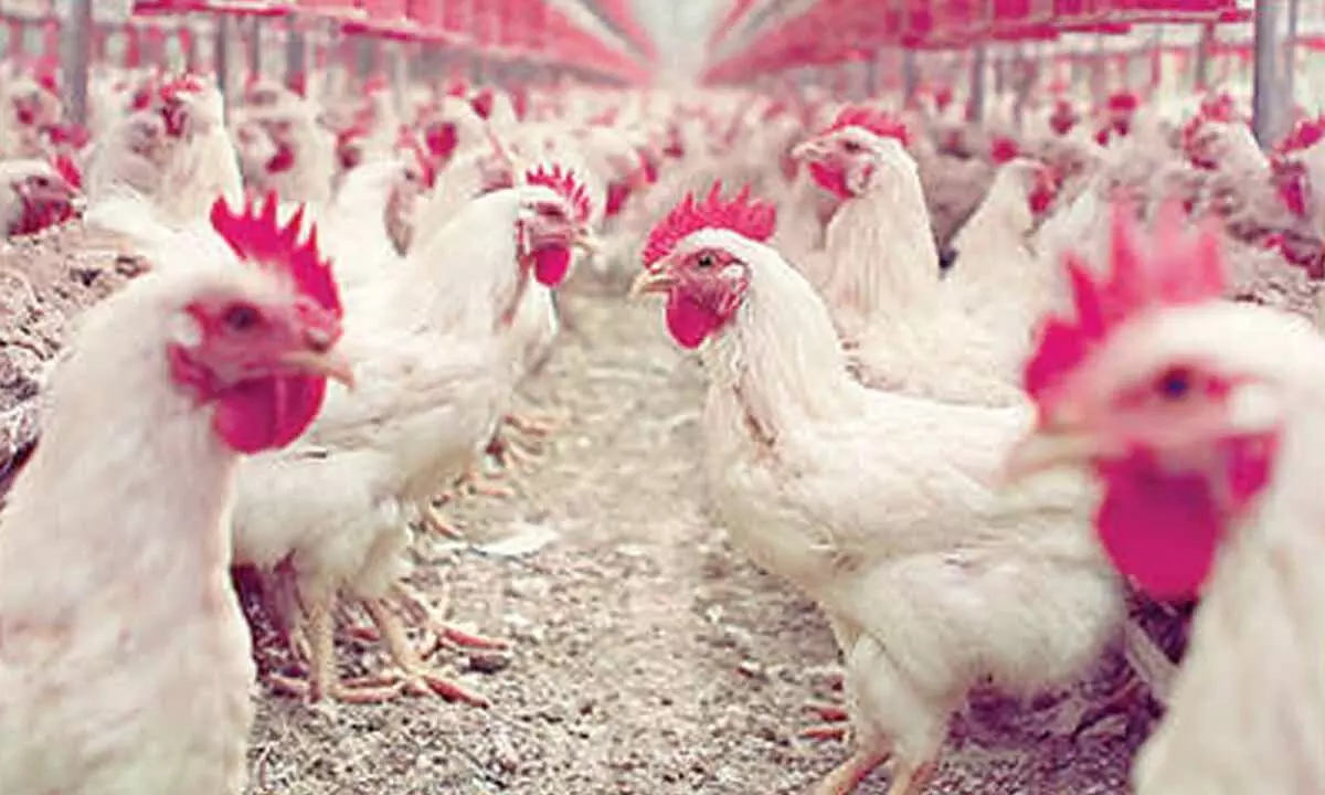 Chicken prices crash as bird flu fears hit demand