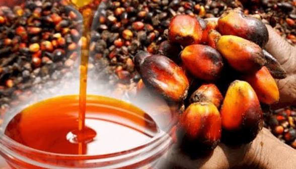 Recuperar el liderazgo de Nigeria en la producción de aceite de palma