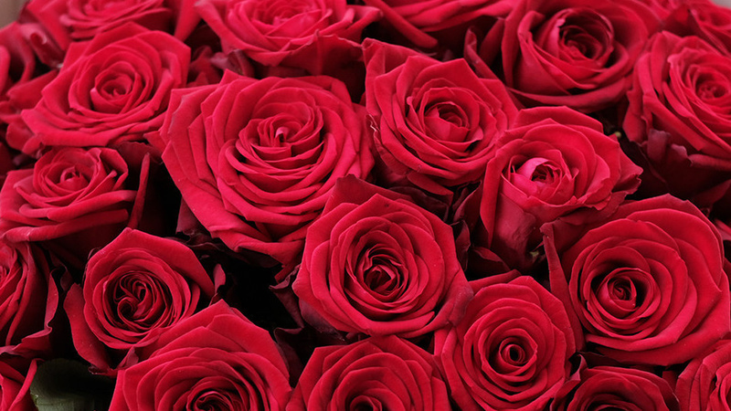 More than 4 million fresh flowers imported to Kyrgyzstan before March 8 - State Customs Service