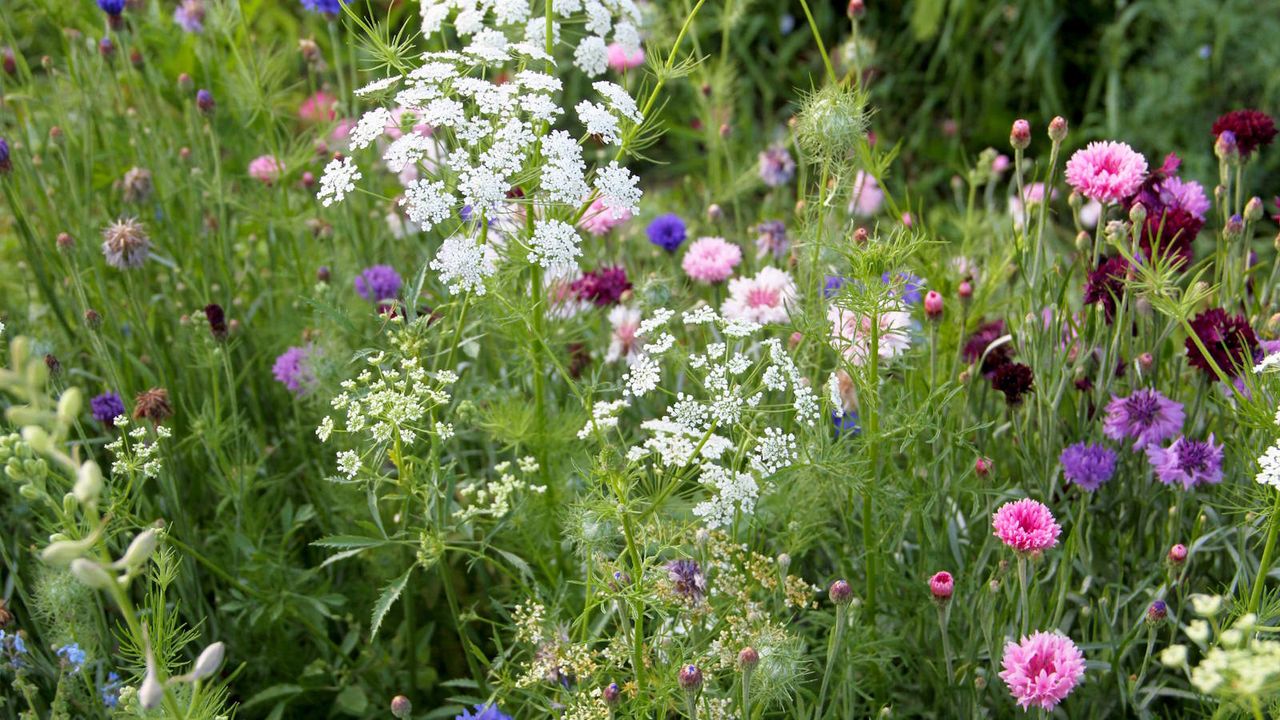 7 Easy Native Plants Swaps to Make In May to Replace Water-Hungry Garden Staples