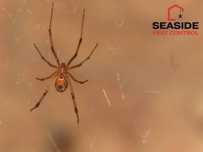 حماية المنازل والأعمال: تدابير Seaside Pest Control الوقائية على مدار العام تحافظ على سلامة لانغلي.