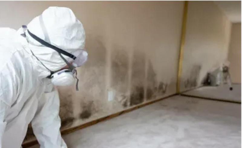 The Ultimate Guide to Trusted Mold Remediation: Why Crown Mold Specialists Lead the Way