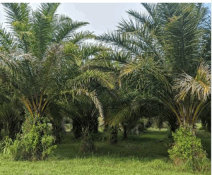 كيف يمكن لصناعة البذور الزيتية أن تعزز اقتصادًا حيويًا جديدًا؟