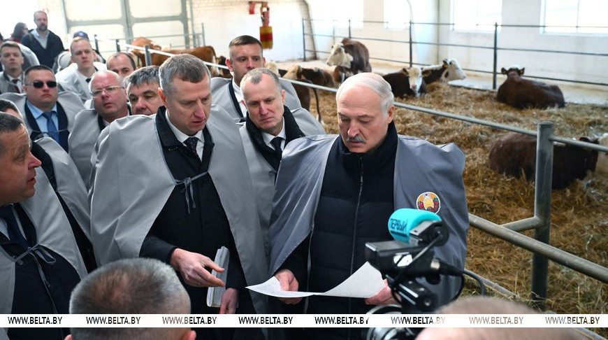 Belarusian livestock farmers uncover ‘golden opportunity’: Lukashenko reviews potential, calls for faster action