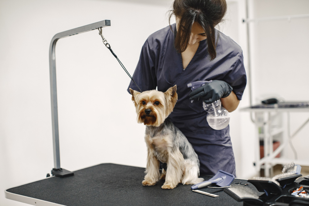 تضع شركة Chewbarka Grooming معيارًا جديدًا للعناية بالكلاب المتنقلة في فورت وورث، تكساس فاميليز تراست