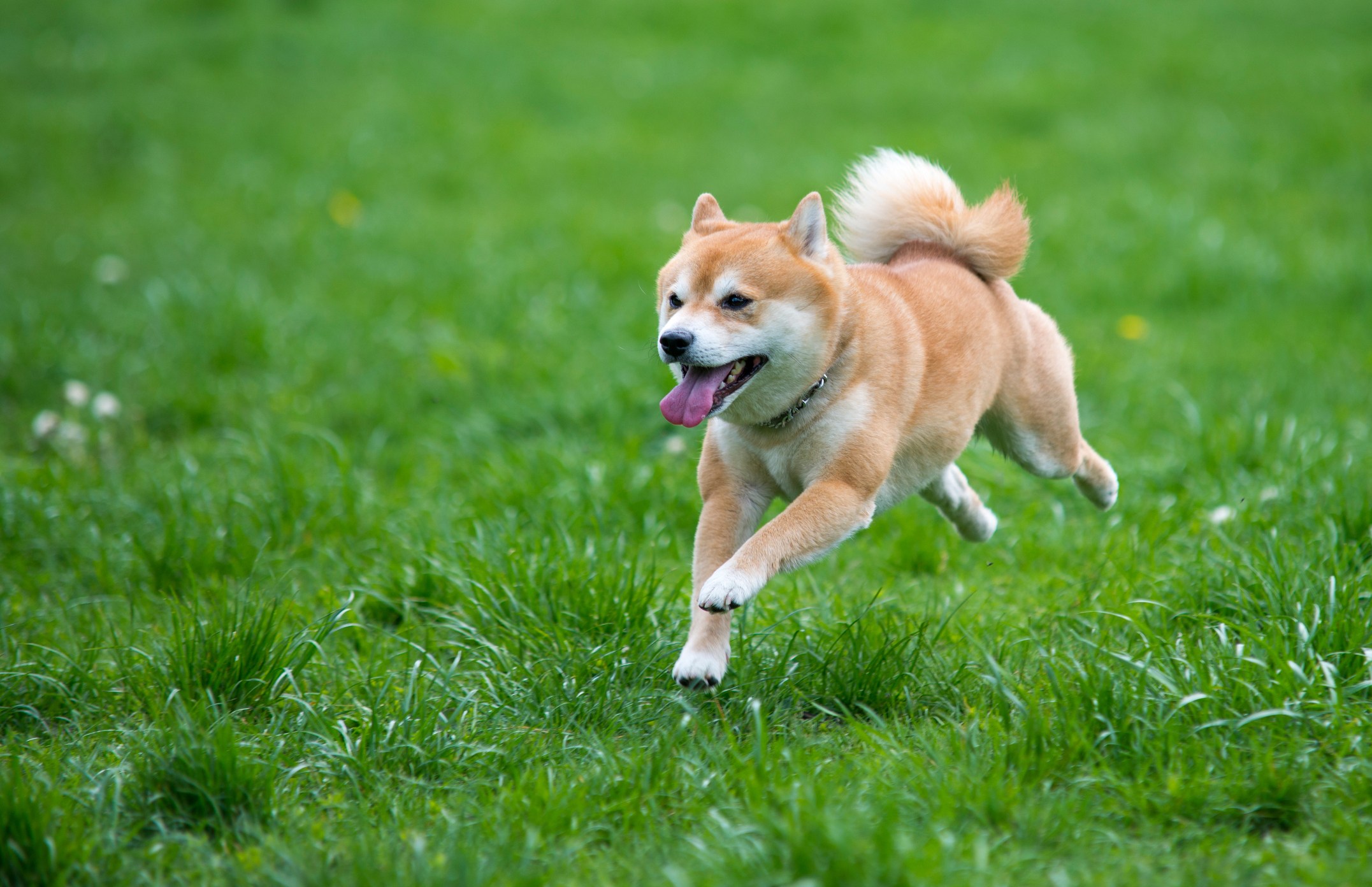 The Honest Truth About Investing in Dogecoin