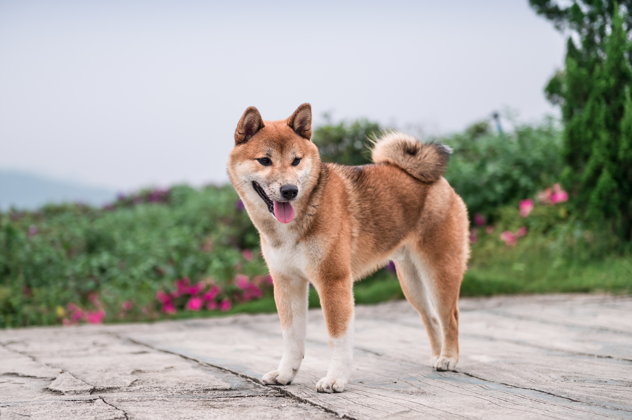 ¿Es Pepe el próximo Dogecoin, o simplemente otra moneda meme que se desvanecerá?