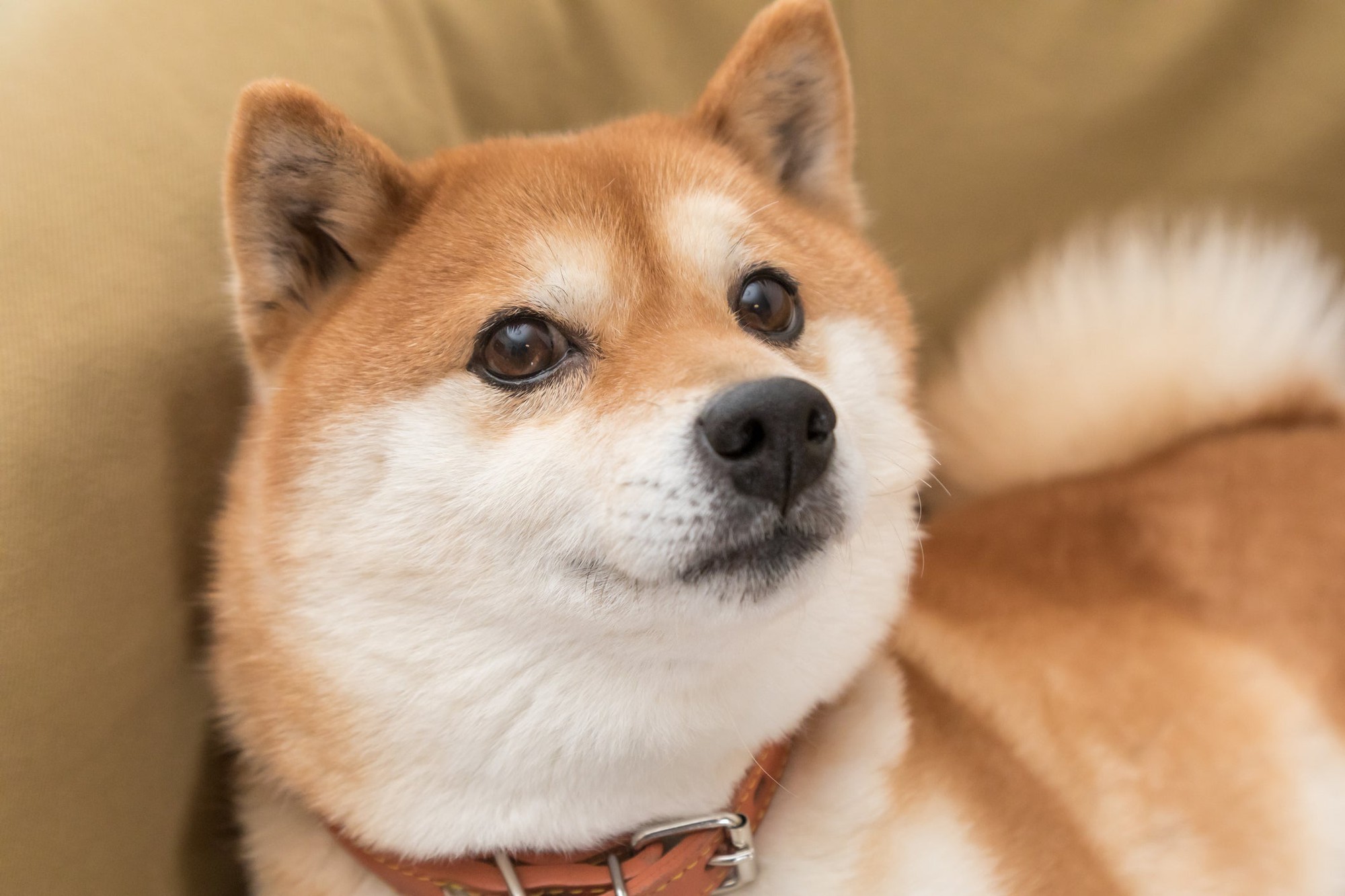 هل يمكن أن تصل عملة Dogecoin إلى دولار واحد في عام 2026؟ الجواب قد يفاجئك.