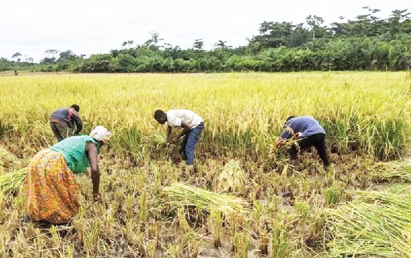 Editorial: Unsold paddy rice weighs heavy on producers
