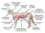 Forget dogs, CATS are man's new best friend! Scientists say the secret to curing cancer could live in our feline pets