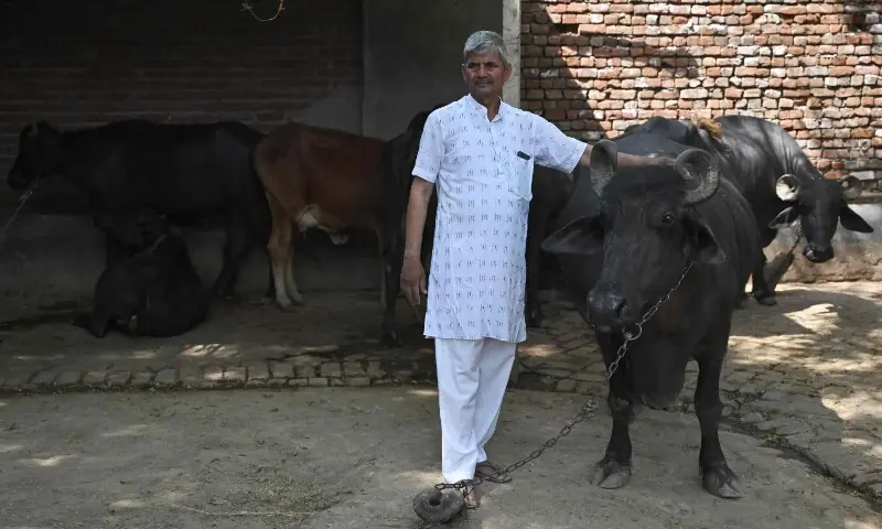 India's cows offer biogas alternative to Mideast energy crunch
