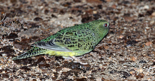 Telfer-Havieron de Greatland obtiene garrapata verde que proporciona protección al loro nocturno