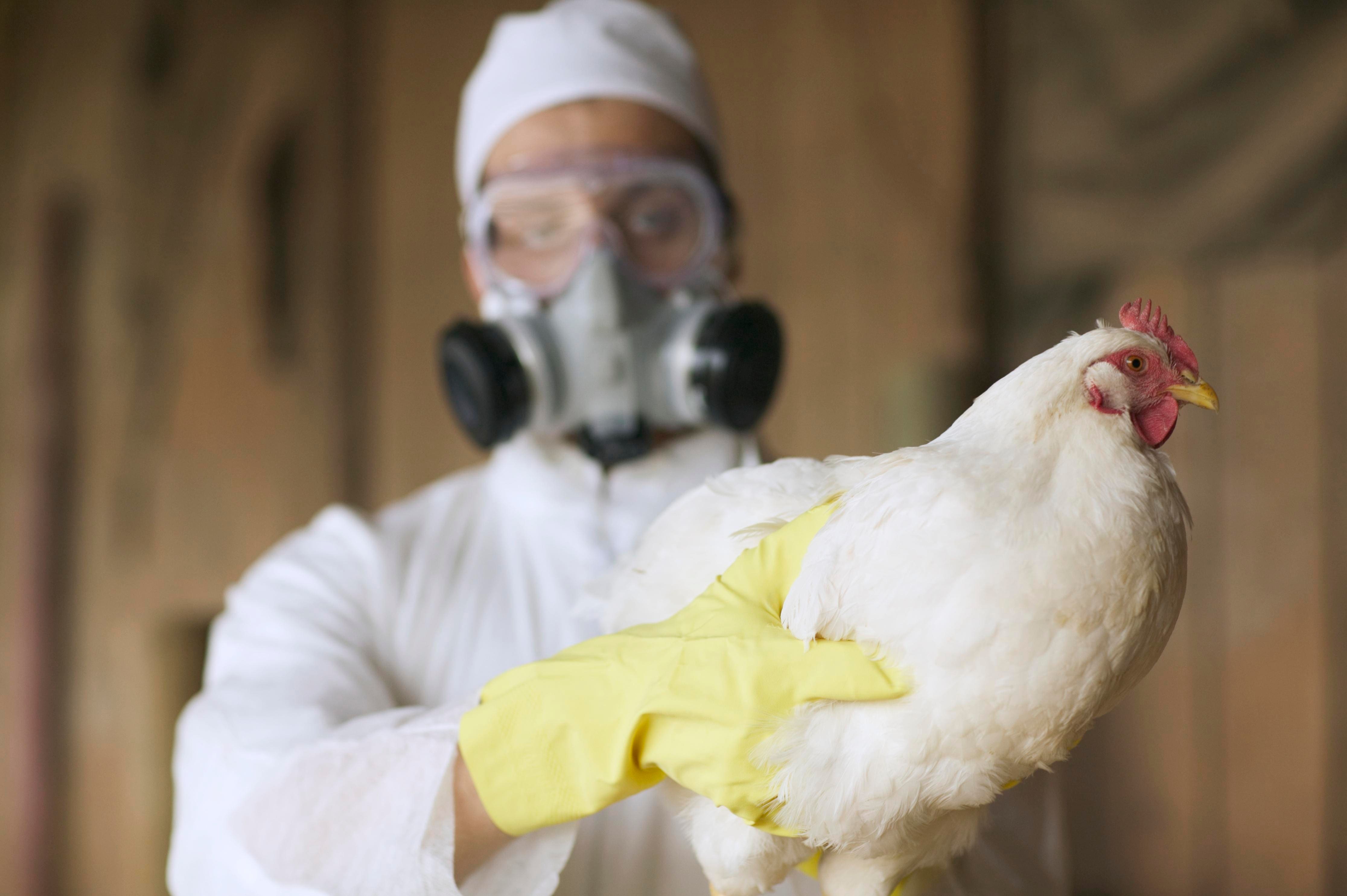 Bird Flu Is Back. Here’s What You Need To Know.