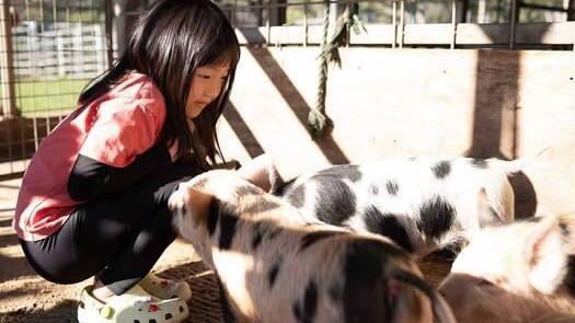 First the $8 million estate with a camel, now a farmstay resort with mini-pigs included