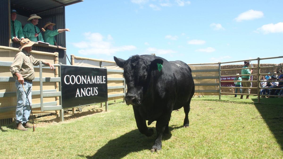Coonamble Angus وصل إلى قمة 52000 دولار