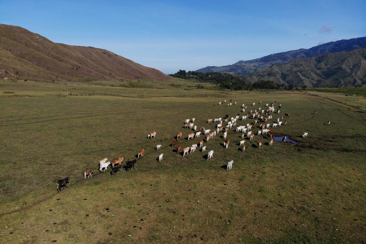الرعي المتجدد يساعد أصحاب المزارع في تكساس على التغلب على الجفاف
