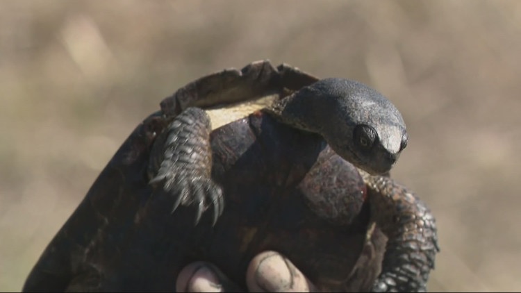 مجلس الشيوخ في ولاية أوريغون يمرر مشروع قانون يرفع ضريبة السكن في الولاية لتمويل استعادة الحياة البرية