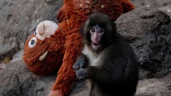 الرسوم المتحركة الغريبة "Punch The Monkey" من Google تسحر الإنترنت، 7.6 مليون إعجاب وترتفع