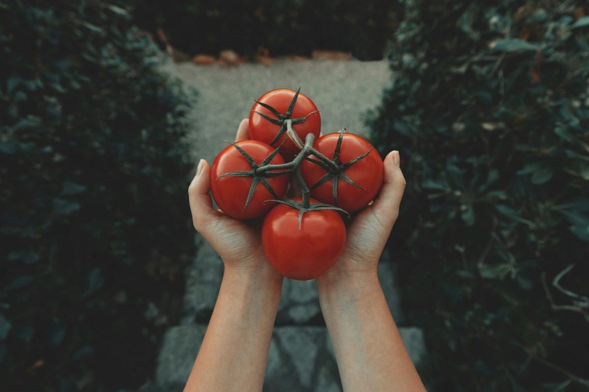Ways To Grow Tomatoes For Less This Year