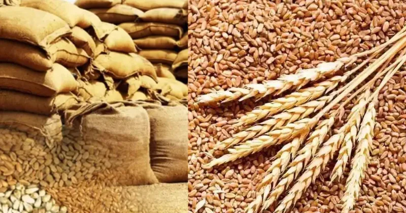 الحكومة توافق على تصدير 25 قمحا من إنتاج LMT، وتسمح بحصص إضافية من السكر للفترة 2025-2026