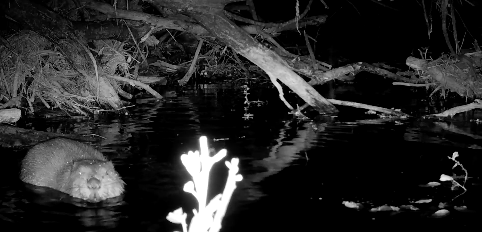 WATCH: Devon and Cornwall conservation led by UK’s green mobile network