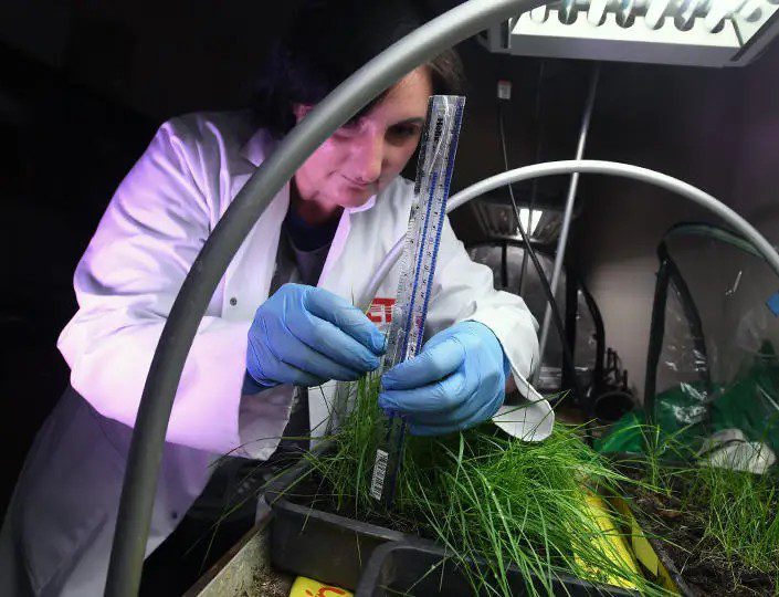 يستخدم المشروع النباتات والديدان لتجديد التربة الحضرية الملوثة