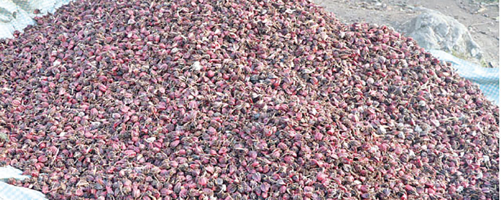 ارتفاع صادرات الهيل مدفوعةً بزيادة الأسعار والإنتاج