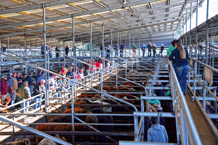 Steers draw big bids at calf sale
