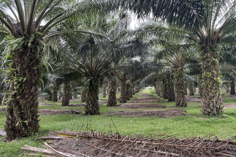 GGC launches partnership for credits from palm oil