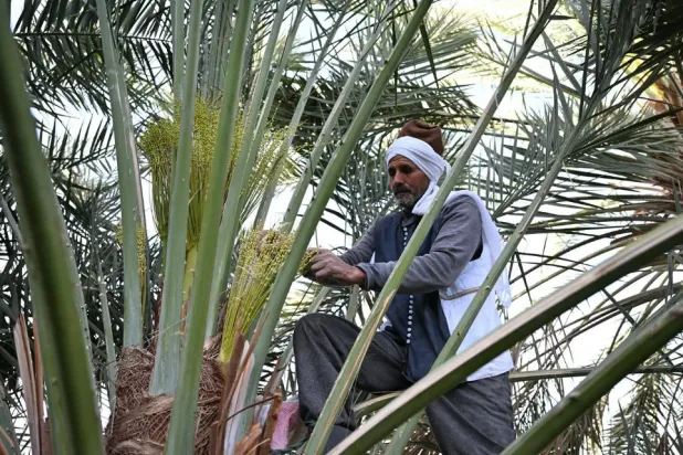 Najran Farmers Launch Annual Date Palm Pollination Season