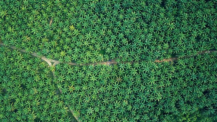 Las exportaciones de aceite de palma aumentarán un 9,5% para 2025, informa GAPKI