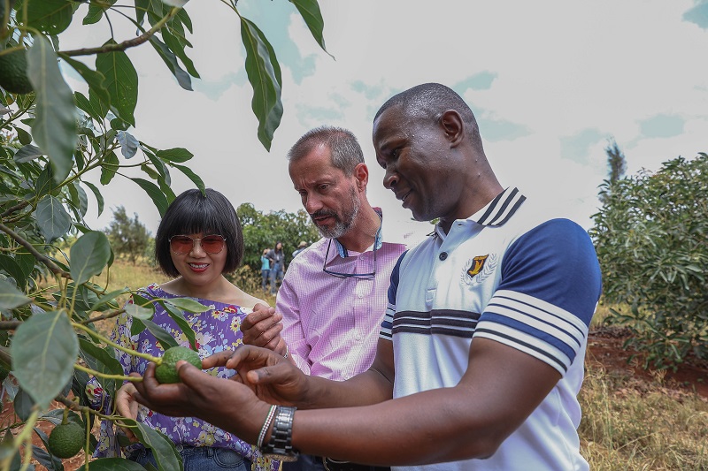 Kakuzi vuelve a obtener ganancias mientras el exportador keniano de superalimentos navega por vientos geopolíticos en contra