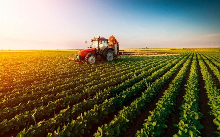 نما الإنتاج الزراعي في أذربيجان بنسبة 37.8% خلال السنوات العشر الماضية