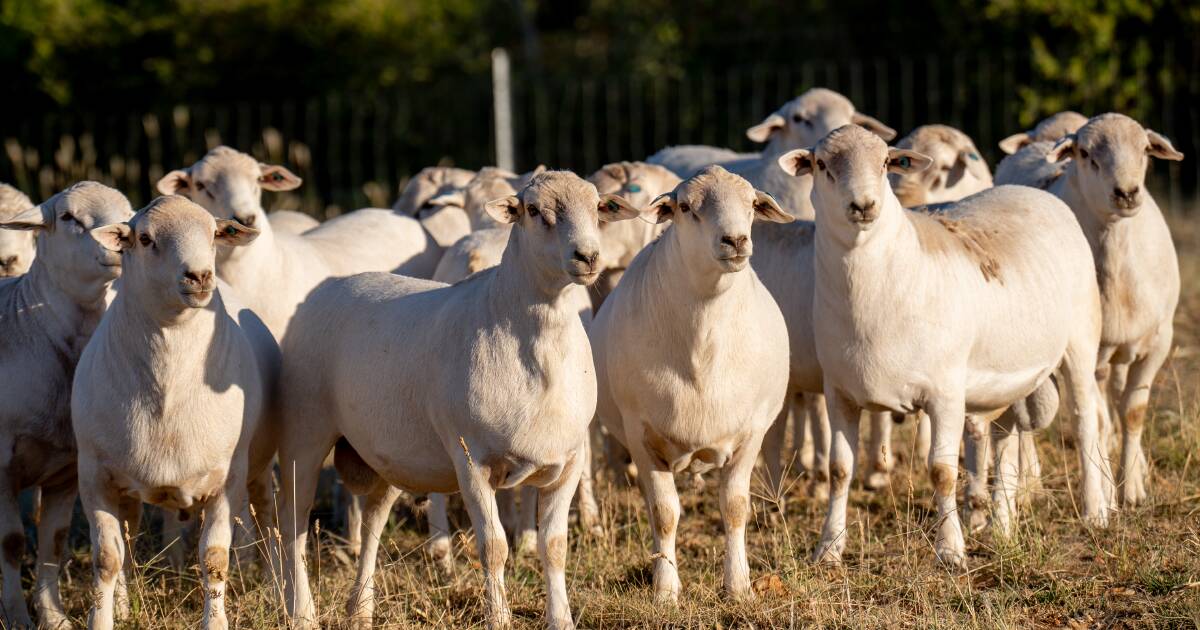 Tightening lamb supply set to expose structural issues in east coast processing
