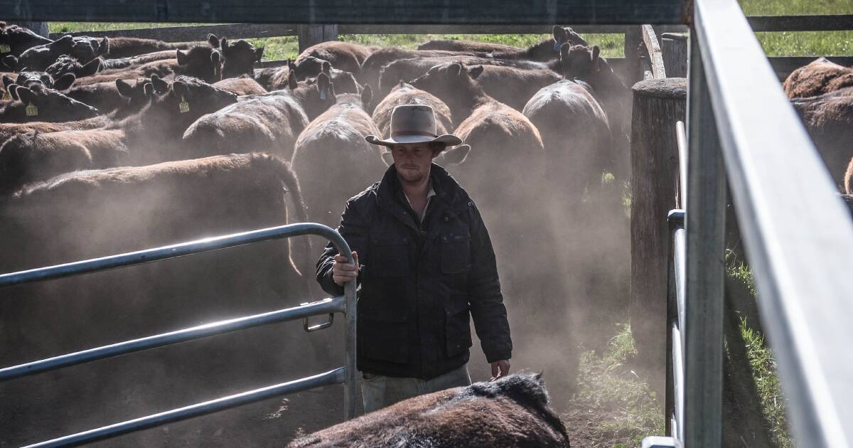 El sacrificio aumenta, vienen más vacas, pero la pelota está en el tejado del vendedor