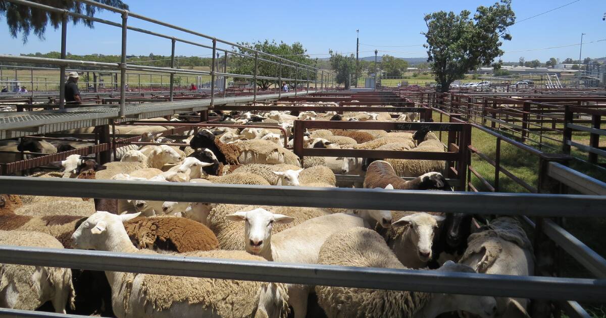 رياح معاكسة في الأفق: التحديات التي ستشكل سوق لحوم الضأن في أواخر الصيف