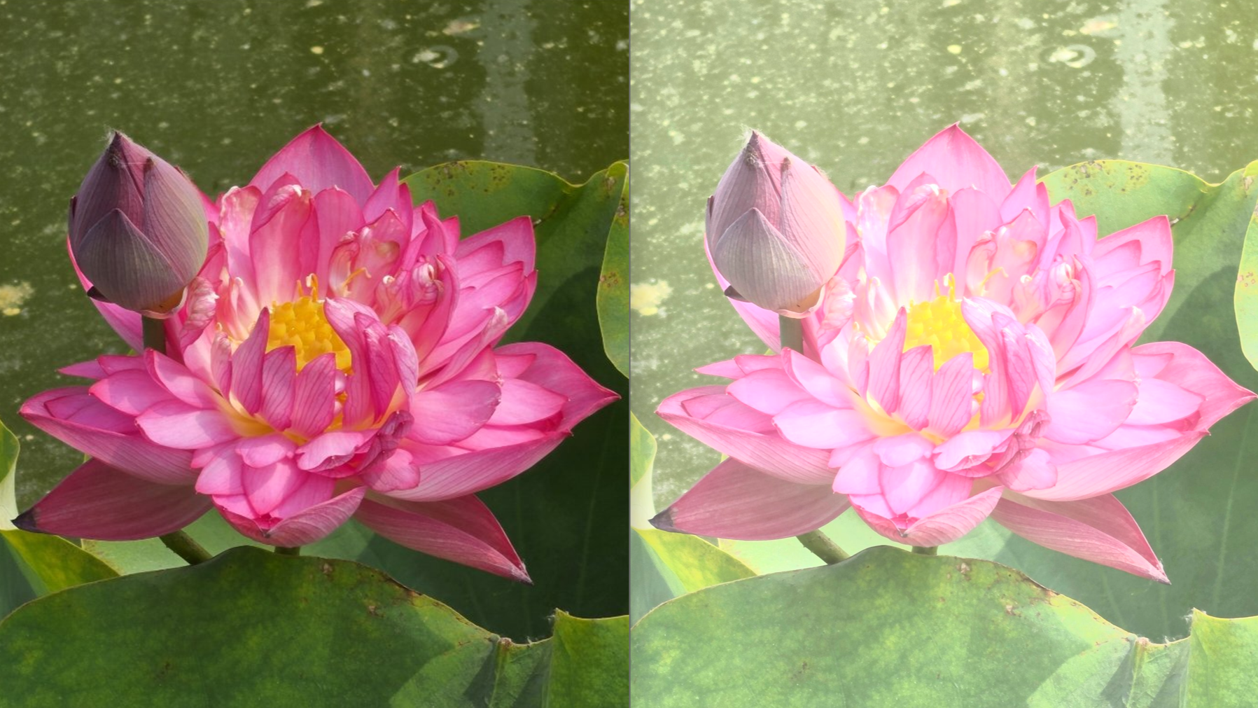 Sony’s Xperia 1 VIII AI camera demo backfires after overexposed samples go viral