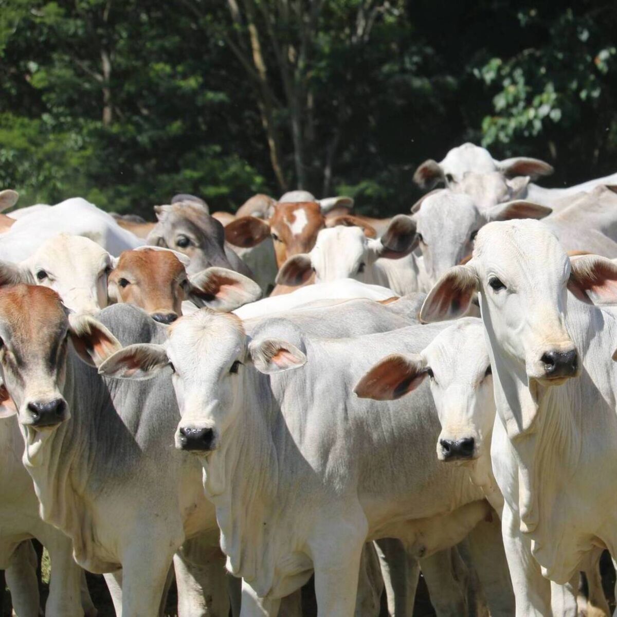 When 5,000 cattle is small: the global beef divide facing Irish farmers