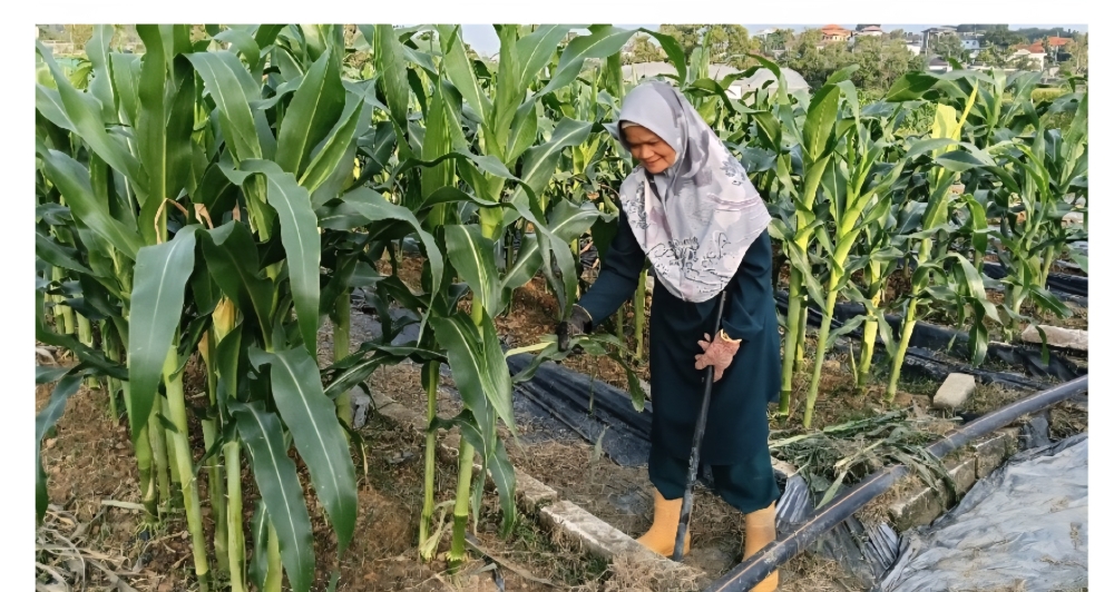 من النفايات إلى الثروة: الأسمدة الحيوية الصلبة تبشر بزراعة مستدامة.