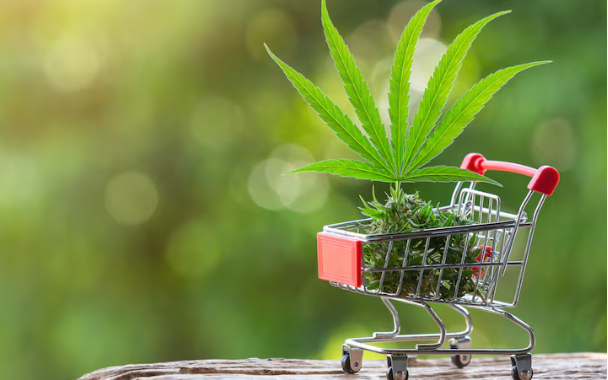 Cannabis Markets in Legal States Are Collapsing Under Tax Burdens , The Black Market Is the Only Winner