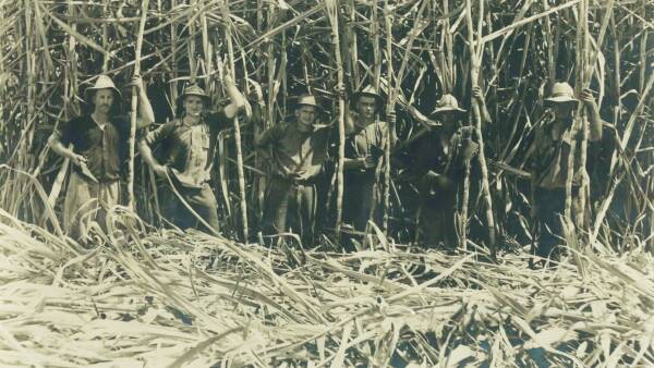 From price instability to market choice: Canegrowers' 100-year journey