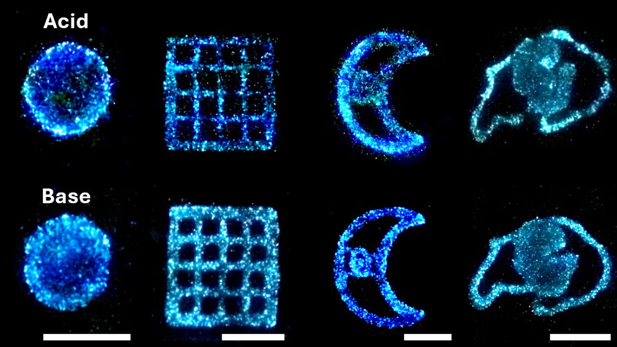 Las algas brillantes podrían alimentar las lámparas del futuro