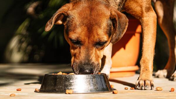 من المخلفات إلى المكملات الغذائية: كيف تستفيد الزراعة من الازدهار المتزايد في اقتصاد الحيوانات الأليفة