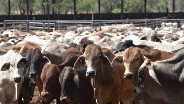 Live-ex cattle buying ramps up as Indo permits issued, strong opening prices