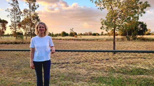 Resolución de Steele: más ovejas pero conservadoras abasteciendo el plan en Cunnamulla