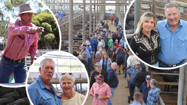 Inside the numbers: a surprisingly stable post-weaner sale cattle market