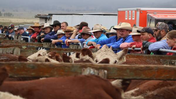 Los principales compradores revelan sus planes para miles de terneros de las tierras altas